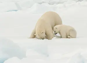 2006 Prints: Polar bear, Ursus maritimus