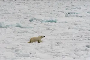 Norway Prints: A polar bear, Ursus maritimus, walks on deteriorating sea ice