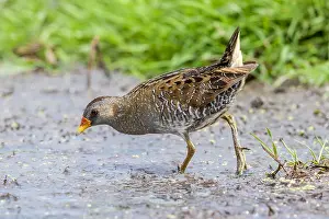 Rodelijst Prints: Porseleinhoen, Spotted Crake, Porzana porzana