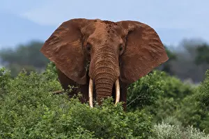 2017 Prints: Portrait of an African elephant