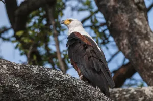Eagles Prints: Portrait of an African fish eagle