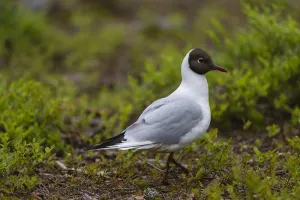 Finland Prints: Portrait of a black-headed gull