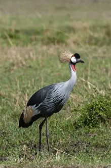Images Dated 6th October 2009: Portrait of a grey-crowned crane
