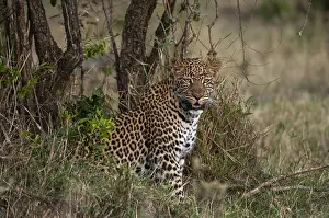 Images Dated 6th October 2009: Portrait of a leopard, Panthera pardus