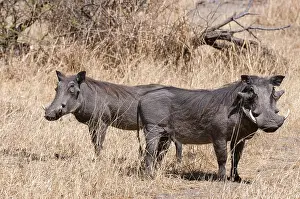 Savuti Prints: Portrait of a pair of warthogs