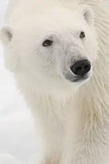 Norway Prints: A portrait of a polar bear, Ursus maritimus