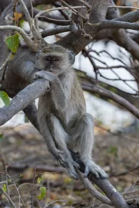 Images Dated 20th September 2014: Portrait of a vervet monkey, Cercopithecus aethiops