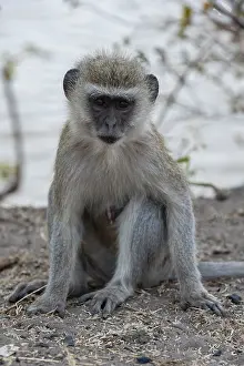 Images Dated 5th September 2012: Portrait of a vervet monkey, Cercopithecus aethiops