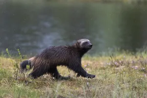 Finland Prints: Portrait of a wolverine, Gulo gulo