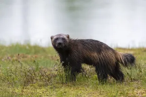 Finland Prints: Portrait of a wolverine, Gulo gulo
