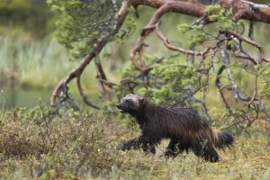 Finland Prints: Portrait of a wolverine, Gulo gulo