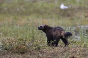 Finland Prints: Portrait of a wolverine, Gulo gulo