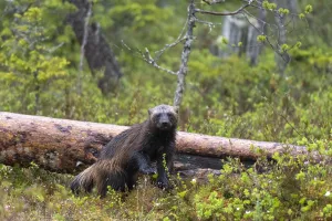 Finland Prints: Portrait of a wolverine, Gulo gulo