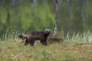 Finland Prints: Portrait of a wolverine, Gulo gulo