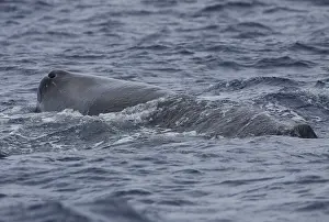 Potvis, Sperm Whale, Physeter macrocephalus
