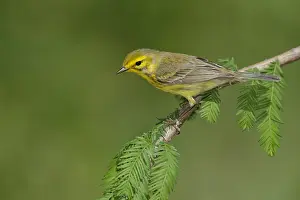 Images Dated 18th April 2014: Prairie zanger, Prairie Warbler, Setophaga discolor