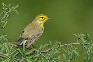 Images Dated 18th April 2014: Prairie zanger, Prairie Warbler, Setophaga discolor