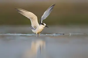 Sternula Prints: Presumed Saunder's Tern, Sternula saundersi