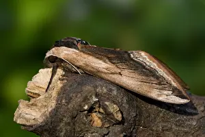 Images Dated 17th June 2007: Privet Hawkmoth, Sphinx ligustri