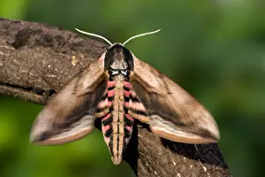 Images Dated 17th June 2007: Privet Hawkmoth, Sphinx ligustri