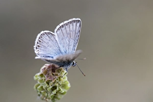 Images Dated 18th May 2023: Provence Chalk-hill Blue