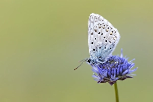 Images Dated 18th May 2023: Provence Chalk-hill Blue