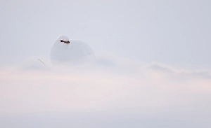 2000 Prints: Ptarmigan, Lagopus mutus
