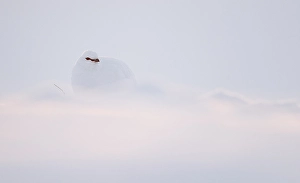 2000 Prints: Ptarmigan, Lagopus mutus