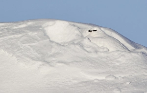 2000 Prints: Ptarmigan, Lagopus mutus