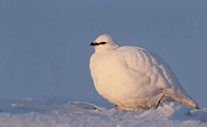 2000 Prints: Ptarmigan, Lagopus mutus