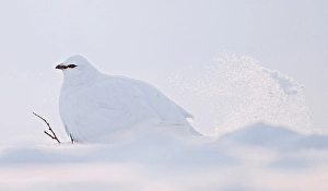 2000 Prints: Ptarmigan, Lagopus mutus
