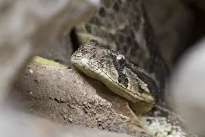 Poisonous Prints: Puff Adder, Bitis arietans