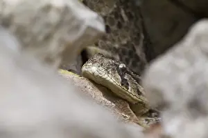 Poisonous Prints: Puff Adder, Bitis arietans