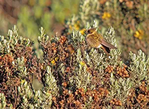 Images Dated 15th March 2009: Purperbaardhelmkolibrie, Buffy Helmetcrest, Oxypogon stuebelii