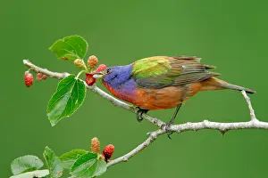 Images Dated 20th April 2005: Purpergors, Painted Bunting, Passerina ciris