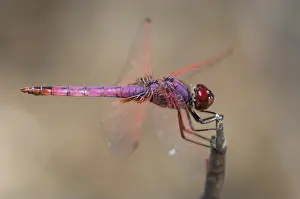 Images Dated 26th June 2007: Purperlibel, Violet Dropwing, Trithemis annulata