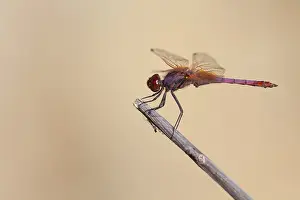 Fazal Sardar Prints: Purperlibel, Violet Dropwing, Violet-marked Darter, Trithemis an
