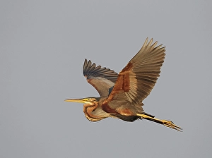Purperreiger, Purple heron, Ardea purpurea