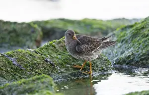 Images Dated 11th November 2023: Purple Sandpiper, Calidris maritima