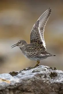 Images Dated 26th May 2022: Purple Sandpiper, Calidris maritima