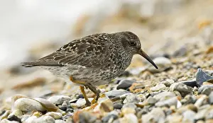 2006 Prints: Purple Sandpiper, Paarse Strandloper, Calidris maritima