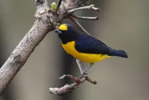 Images Dated 28th August 2022: Purple-throated Euphonia, Euphonia chlorotica