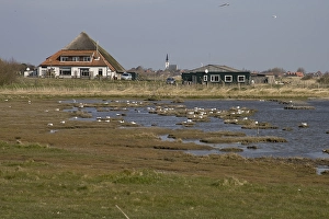 Images Dated 19th April 2008: De Putten, Texel