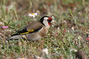 Bill Baston Prints: Putter, European Goldfinch, Carduelis carduelis
