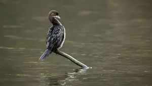 Belgium Prints: Pygmy Cormorant, Dwergaalscholver, Microcarbo pygmaeus