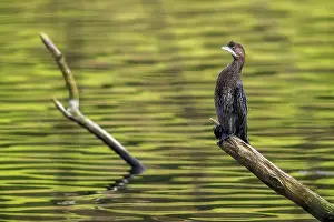Belgium Prints: Pygmy Cormorant, Dwergaalscholver, Microcarbo pygmaeus