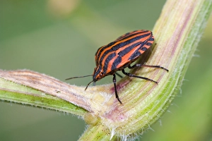 Images Dated 18th May 2007: Pyjamawants, Striped Shield Bug, Graphosoma lineatum