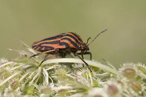 Images Dated 2nd September 2007: Pyjamawants, Striped Shield Bug, Graphosoma lineatum