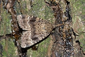 Images Dated 21st July 2006: Pyramidevlinder, Copper Underwing, Amphipyra pyramidea