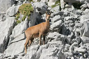 2005 Prints: Pyrenean Chamois, Pyreneese gems, Rupicapra rupicapra pyrenaica